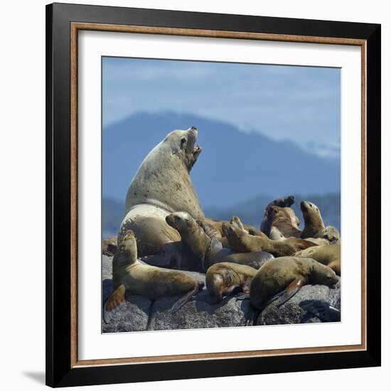 Steller Sea Lion (Eumetopias Jubatus) Male And Female With Colony, British Columbia, Canada, June-Loic Poidevin-Framed Photographic Print