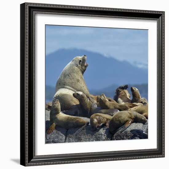 Steller Sea Lion (Eumetopias Jubatus) Male And Female With Colony, British Columbia, Canada, June-Loic Poidevin-Framed Photographic Print