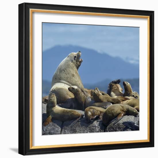 Steller Sea Lion (Eumetopias Jubatus) Male And Female With Colony, British Columbia, Canada, June-Loic Poidevin-Framed Photographic Print