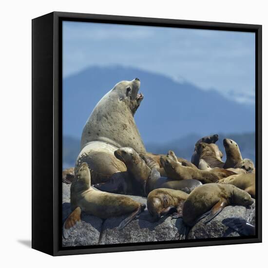 Steller Sea Lion (Eumetopias Jubatus) Male And Female With Colony, British Columbia, Canada, June-Loic Poidevin-Framed Premier Image Canvas