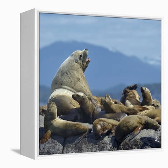 Steller Sea Lion (Eumetopias Jubatus) Male And Female With Colony, British Columbia, Canada, June-Loic Poidevin-Framed Premier Image Canvas