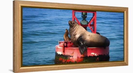 Steller sea lion, Eumetopias Jubatus, on harbor buoy, Ventura, California, USA-Russ Bishop-Framed Premier Image Canvas