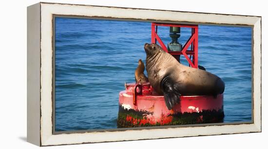 Steller sea lion, Eumetopias Jubatus, on harbor buoy, Ventura, California, USA-Russ Bishop-Framed Premier Image Canvas