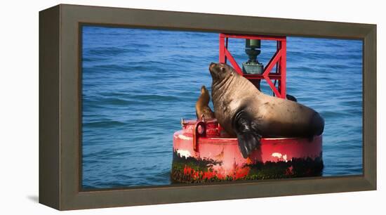 Steller sea lion, Eumetopias Jubatus, on harbor buoy, Ventura, California, USA-Russ Bishop-Framed Premier Image Canvas