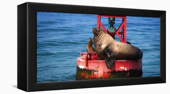 Steller sea lion, Eumetopias Jubatus, on harbor buoy, Ventura, California, USA-Russ Bishop-Framed Premier Image Canvas