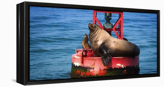 Steller sea lion, Eumetopias Jubatus, on harbor buoy, Ventura, California, USA-Russ Bishop-Framed Premier Image Canvas