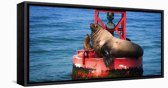 Steller sea lion, Eumetopias Jubatus, on harbor buoy, Ventura, California, USA-Russ Bishop-Framed Premier Image Canvas