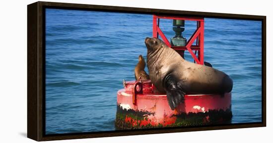 Steller sea lion, Eumetopias Jubatus, on harbor buoy, Ventura, California, USA-Russ Bishop-Framed Premier Image Canvas