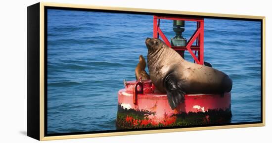 Steller sea lion, Eumetopias Jubatus, on harbor buoy, Ventura, California, USA-Russ Bishop-Framed Premier Image Canvas