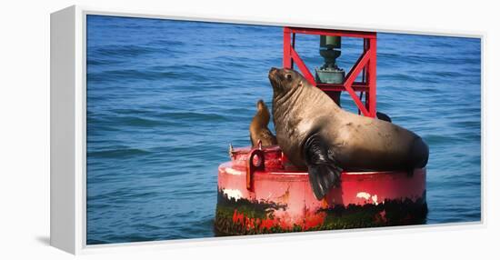 Steller sea lion, Eumetopias Jubatus, on harbor buoy, Ventura, California, USA-Russ Bishop-Framed Premier Image Canvas