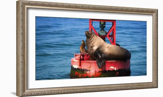 Steller sea lion, Eumetopias Jubatus, on harbor buoy, Ventura, California, USA-Russ Bishop-Framed Photographic Print