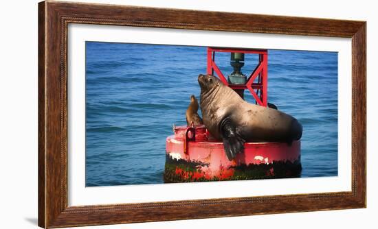 Steller sea lion, Eumetopias Jubatus, on harbor buoy, Ventura, California, USA-Russ Bishop-Framed Photographic Print