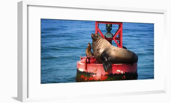 Steller sea lion, Eumetopias Jubatus, on harbor buoy, Ventura, California, USA-Russ Bishop-Framed Photographic Print