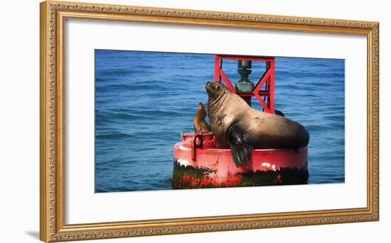 Steller sea lion, Eumetopias Jubatus, on harbor buoy, Ventura, California, USA-Russ Bishop-Framed Photographic Print