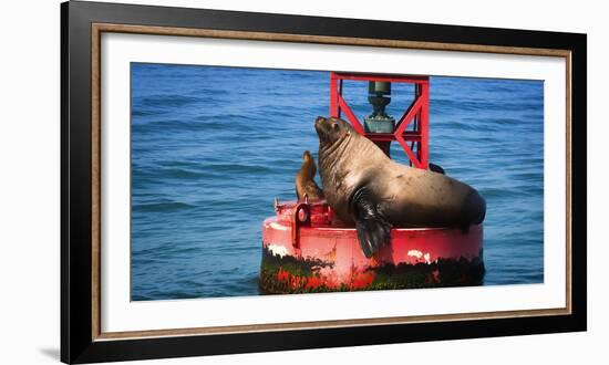 Steller sea lion, Eumetopias Jubatus, on harbor buoy, Ventura, California, USA-Russ Bishop-Framed Photographic Print