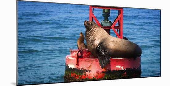 Steller sea lion, Eumetopias Jubatus, on harbor buoy, Ventura, California, USA-Russ Bishop-Mounted Photographic Print