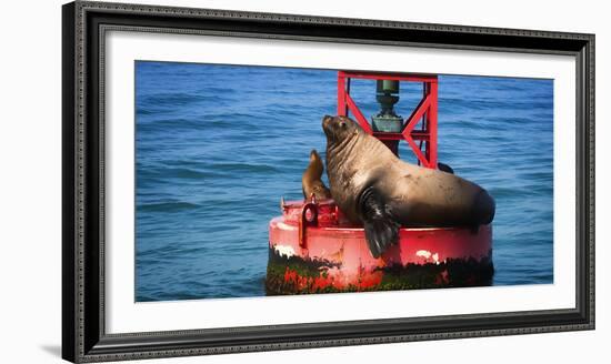 Steller sea lion, Eumetopias Jubatus, on harbor buoy, Ventura, California, USA-Russ Bishop-Framed Photographic Print