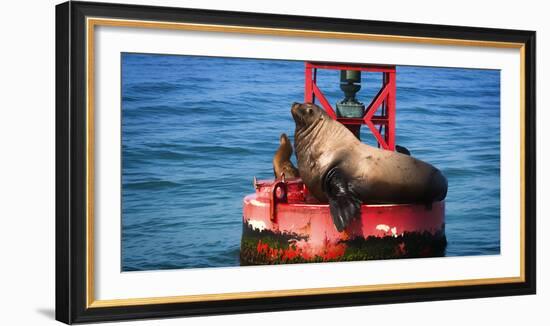 Steller sea lion, Eumetopias Jubatus, on harbor buoy, Ventura, California, USA-Russ Bishop-Framed Photographic Print