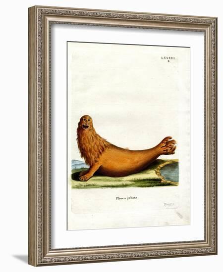 Steller Sea Lion-null-Framed Giclee Print