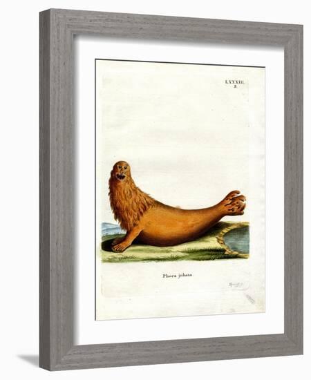 Steller Sea Lion-null-Framed Giclee Print