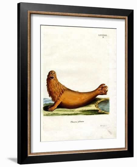 Steller Sea Lion-null-Framed Giclee Print