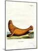 Steller Sea Lion-null-Mounted Giclee Print