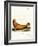 Steller Sea Lion-null-Framed Giclee Print