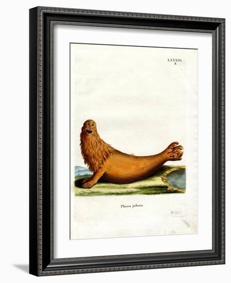 Steller Sea Lion-null-Framed Giclee Print