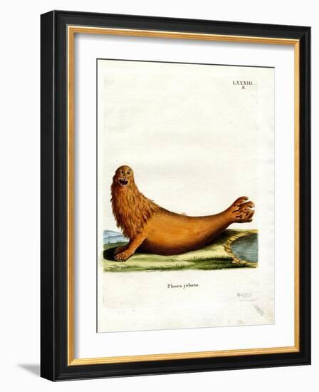 Steller Sea Lion-null-Framed Giclee Print