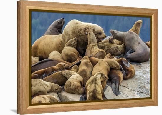 Steller sea lions, Glacier Bay National Park and Preserve, Alaska-Art Wolfe-Framed Premier Image Canvas