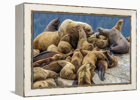 Steller sea lions, Glacier Bay National Park and Preserve, Alaska-Art Wolfe-Framed Premier Image Canvas