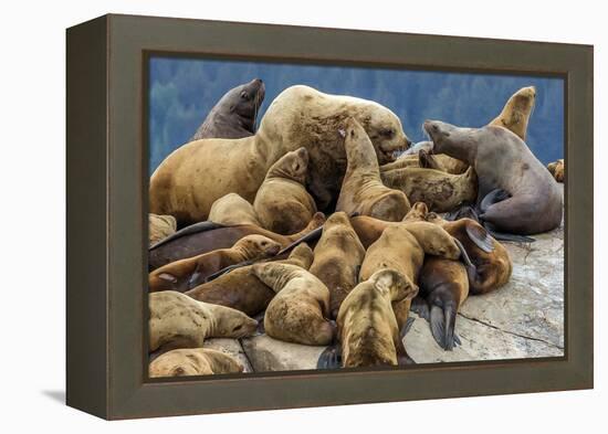 Steller sea lions, Glacier Bay National Park and Preserve, Alaska-Art Wolfe-Framed Premier Image Canvas