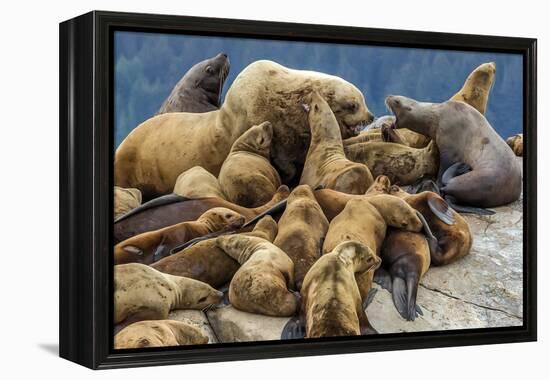 Steller sea lions, Glacier Bay National Park and Preserve, Alaska-Art Wolfe-Framed Premier Image Canvas