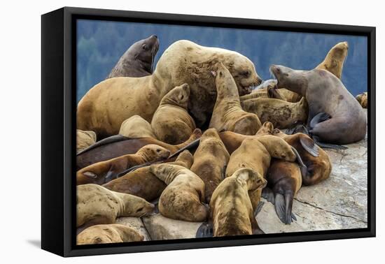 Steller sea lions, Glacier Bay National Park and Preserve, Alaska-Art Wolfe-Framed Premier Image Canvas