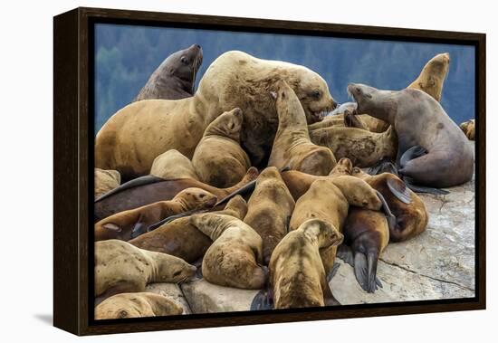 Steller sea lions, Glacier Bay National Park and Preserve, Alaska-Art Wolfe-Framed Premier Image Canvas