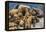 Steller sea lions, Glacier Bay National Park and Preserve, Alaska-Art Wolfe-Framed Premier Image Canvas