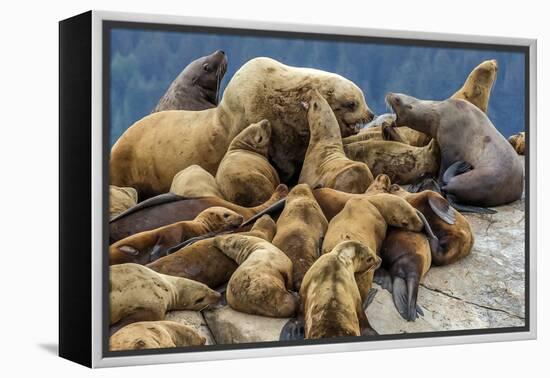 Steller sea lions, Glacier Bay National Park and Preserve, Alaska-Art Wolfe-Framed Premier Image Canvas