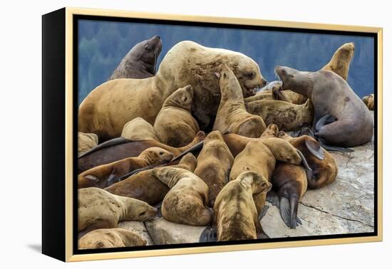 Steller sea lions, Glacier Bay National Park and Preserve, Alaska-Art Wolfe-Framed Premier Image Canvas