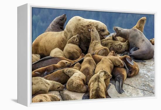 Steller sea lions, Glacier Bay National Park and Preserve, Alaska-Art Wolfe-Framed Premier Image Canvas