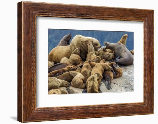 Steller sea lions, Glacier Bay National Park and Preserve, Alaska-Art Wolfe-Framed Photographic Print