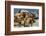 Steller sea lions, Glacier Bay National Park and Preserve, Alaska-Art Wolfe-Framed Photographic Print