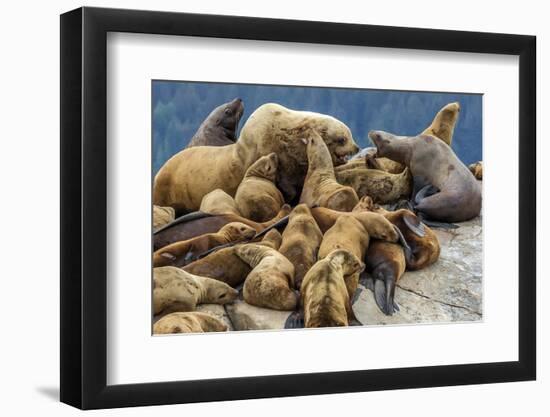 Steller sea lions, Glacier Bay National Park and Preserve, Alaska-Art Wolfe-Framed Photographic Print