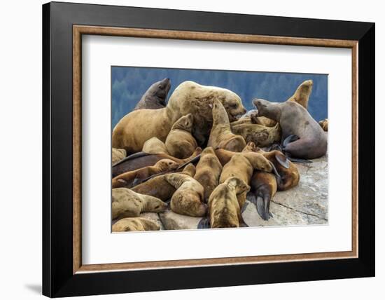 Steller sea lions, Glacier Bay National Park and Preserve, Alaska-Art Wolfe-Framed Photographic Print