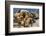 Steller sea lions, Glacier Bay National Park and Preserve, Alaska-Art Wolfe-Framed Photographic Print