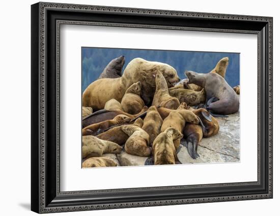 Steller sea lions, Glacier Bay National Park and Preserve, Alaska-Art Wolfe-Framed Photographic Print