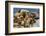 Steller sea lions, Glacier Bay National Park and Preserve, Alaska-Art Wolfe-Framed Photographic Print