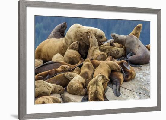 Steller sea lions, Glacier Bay National Park and Preserve, Alaska-Art Wolfe-Framed Photographic Print