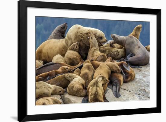 Steller sea lions, Glacier Bay National Park and Preserve, Alaska-Art Wolfe-Framed Photographic Print