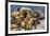 Steller sea lions, Glacier Bay National Park and Preserve, Alaska-Art Wolfe-Framed Photographic Print