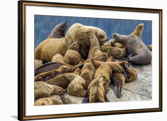 Steller sea lions, Glacier Bay National Park and Preserve, Alaska-Art Wolfe-Framed Photographic Print